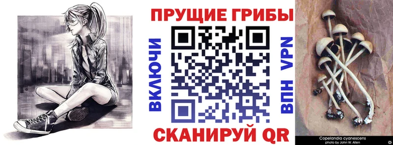 Купить  Нариманов  Галлюциногенные грибы Psilocybine cubensis 